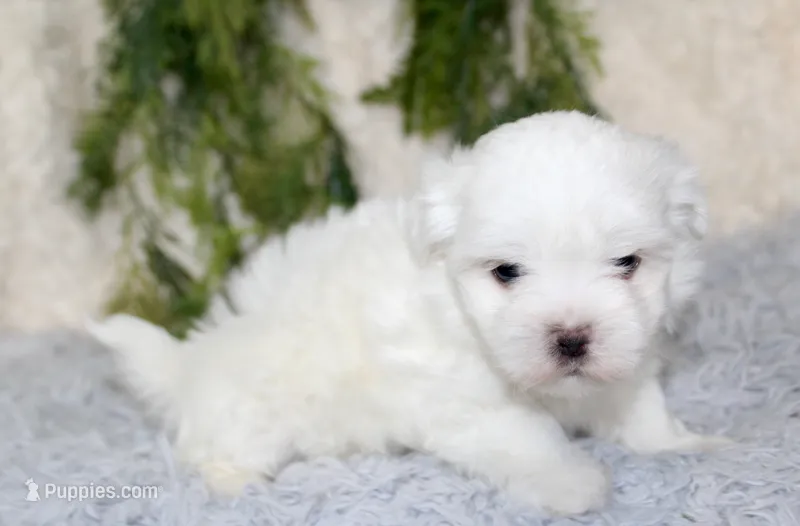 Male Maltese #1 – Maltese puppy for sale in Orlando, FL