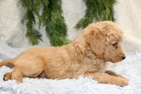 F1B Mini Male #3, a male Miniature Goldendoodle for sale in Orlando, FL – 2 of 4