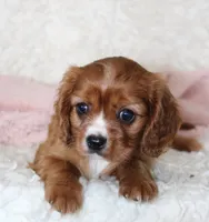 Cavalier Female #2, a female Cavalier King Charles Spaniel for sale in Orlando, FL – 4 of 4