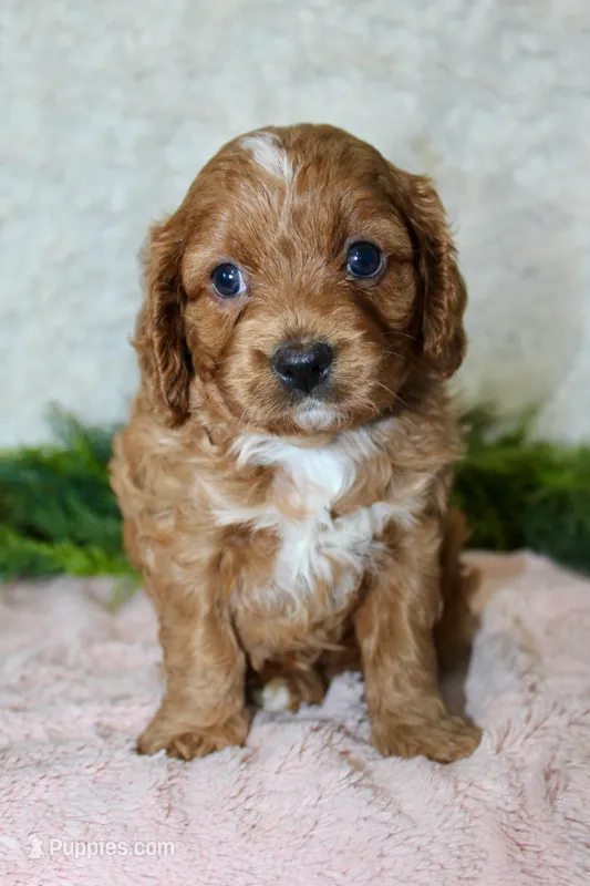 Cavapoo Female #2 – Cavapoo puppy for sale in Orlando, FL