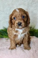 Cavapoo Female #2, a female Cavapoo for sale in Orlando, FL – 1 of 5