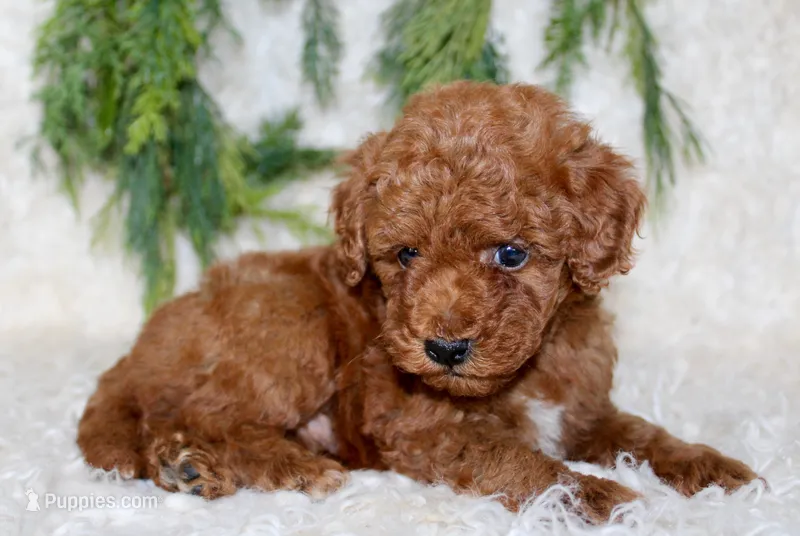 Mini Poodle Male #4 – Poodle - Miniature  puppy for sale in Orlando, FL