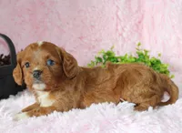 Cavapoo Female #3, a female Cavapoo for sale in Orlando, FL – 2 of 5