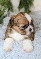 Male Shihtzu #1, a male Shih Tzu for sale in Orlando, FL – 2 of 5