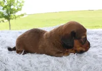 Mini Dachshund Male #2, a male Miniature Dachshund for sale in Orlando, FL – 2 of 5