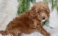 Mini Poodle Male #1, a male Poodle - Miniature  for sale in Orlando, FL – 3 of 4