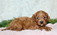 Cavapoo Female #1, a female Cavapoo for sale in Orlando, FL – 4 of 5