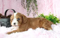 Cavapoo Female #7, a female Cavapoo for sale in Orlando, FL – 3 of 5