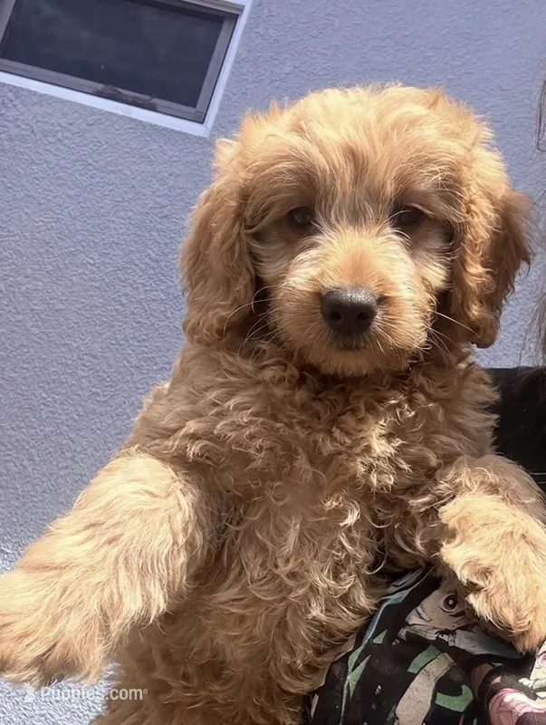 F1B Mini Male #5 – Miniature Goldendoodle puppy for sale in Orlando, FL