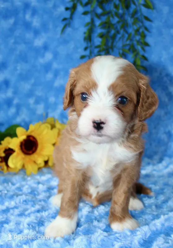 Cavapoo Male #2 – Cavapoo puppy for sale in Orlando, FL
