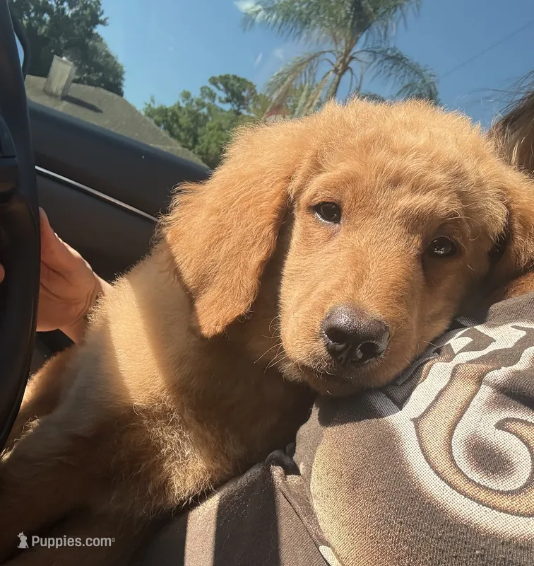 F1B Mini Male #1 – Miniature Goldendoodle puppy for sale in Orlando, FL