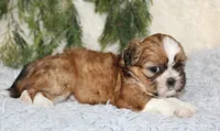 Male Shihtzu #1, a male Shih Tzu for sale in Orlando, FL – 4 of 5