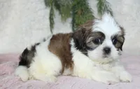 Shihtzu Female #2, a female Shih Tzu for sale in Orlando, FL – 4 of 4