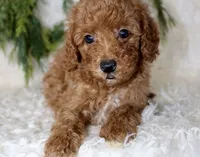 Cavapoo Male #1, a male Cavapoo for sale in Orlando, FL – 2 of 4