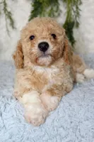 Bichpoo Male #2, a male Bichpoo for sale in Orlando, FL – 3 of 4