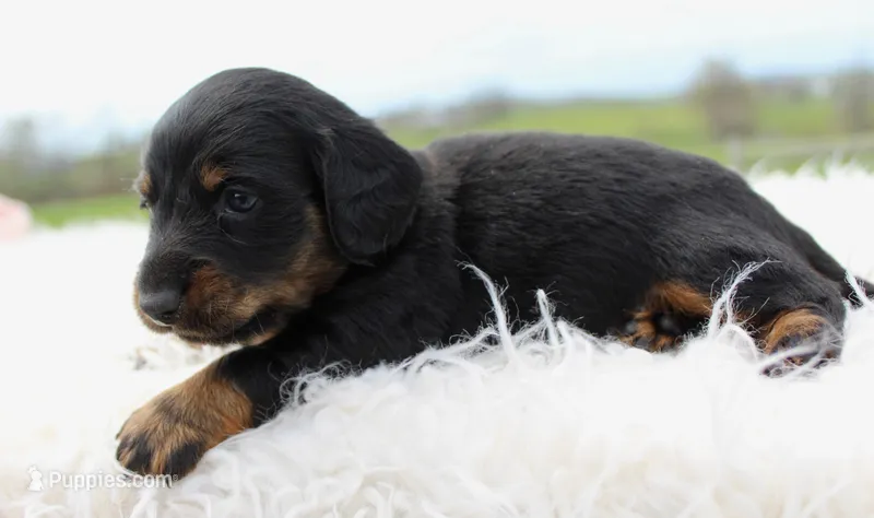 Long Hair Mini Male – Miniature Dachshund puppy for sale in Orlando, FL