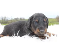 Long Hair Mini Male, a male Miniature Dachshund for sale in Orlando, FL – Photo 2 of 2