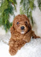 Cavapoo Male #2, a male Cavapoo for sale in Orlando, FL – 2 of 4