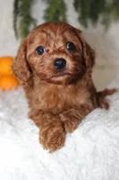 F1B Cavapoo Male #4, a male Cavapoo for sale in Orlando, FL – 2 of 4