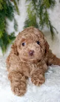 Toy Poodle Male, a male Poodle - Toy  for sale in Orlando, FL – 5 of 5
