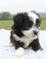 Toy Aussiedoodle Male #1, a male Miniature Aussiedoodle for sale in Orlando, FL – 2 of 3