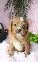Cavapoo Female #4, a female Cavapoo for sale in Orlando, FL – 3 of 5