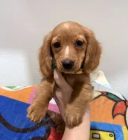 Long Hair Mini Male, a male Miniature Dachshund for sale in Orlando, FL – 1 of 6