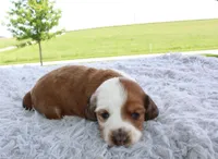 Mini Dachshund Male #3, a male Miniature Dachshund for sale in Orlando, FL – 3 of 7