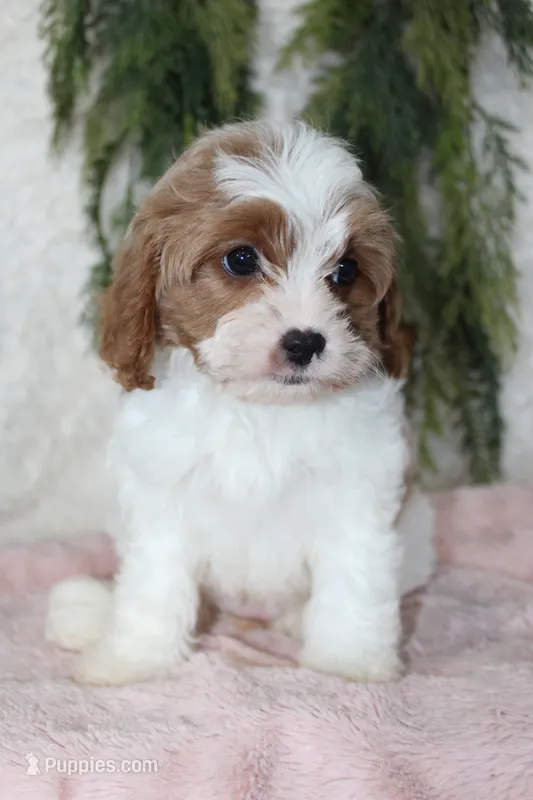 Cavapoo Female #1 – Cavapoo puppy for sale in Orlando, FL