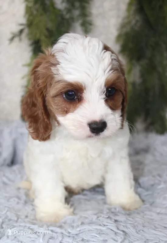 Cavapoo Male #1 – Cavapoo puppy for sale in Orlando, FL