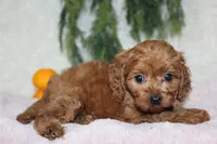 F1B Cavapoo Female , a female Cavapoo for sale in Orlando, FL – 4 of 5