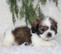 Shihtzu Male #2, a male Shih Tzu for sale in Orlando, FL – 2 of 3