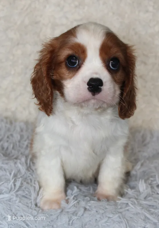 Cavalier Male #1 – Cavalier King Charles Spaniel puppy for sale in Orlando, FL