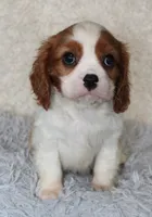 Cavalier Male #1, a male Cavalier King Charles Spaniel for sale in Orlando, FL – 1 of 5