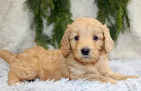 F1B Mini Male #1, a male Miniature Goldendoodle for sale in Orlando, FL – 5 of 5
