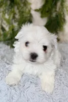 Male Maltese #2, a male Maltese for sale in Orlando, FL – 1 of 5