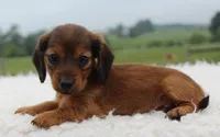Mini Dachshund Female #2, a female Miniature Dachshund for sale in Orlando, FL – 4 of 4