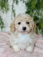 Bichpoo Female #3, a female Bichpoo for sale in Orlando, FL – 2 of 3