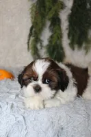 Shihtzu Male #2, a male Shih Tzu for sale in Orlando, FL – 4 of 5
