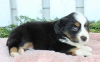 Female Mini Aussie #2, a female Miniature American Shepherd for sale in Orlando, FL – 4 of 4