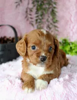 Cavapoo Female #3, a female Cavapoo for sale in Orlando, FL – 5 of 5