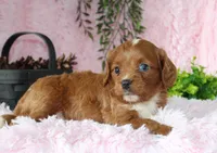 Cavapoo Female #3, a female Cavapoo for sale in Orlando, FL – 4 of 5