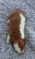 Mini Dachshund Male #3, a male Miniature Dachshund for sale in Orlando, FL – 5 of 7