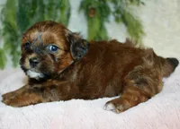 Shihpoo Female #3, a female Shihpoo for sale in Orlando, FL – Photo 2 of 5