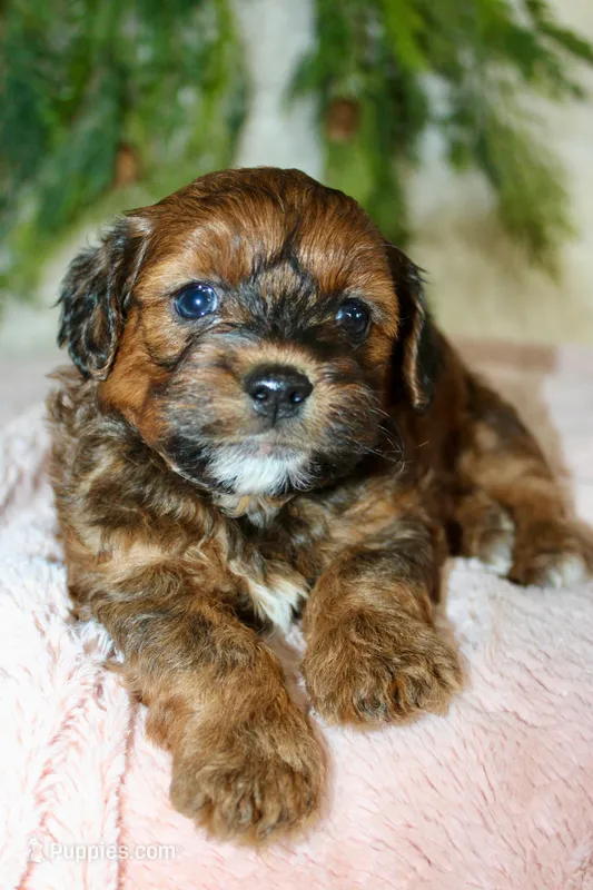Shihpoo Female #3