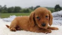 Mini Dachshund Male #2, a male Miniature Dachshund for sale in Orlando, FL – 2 of 5