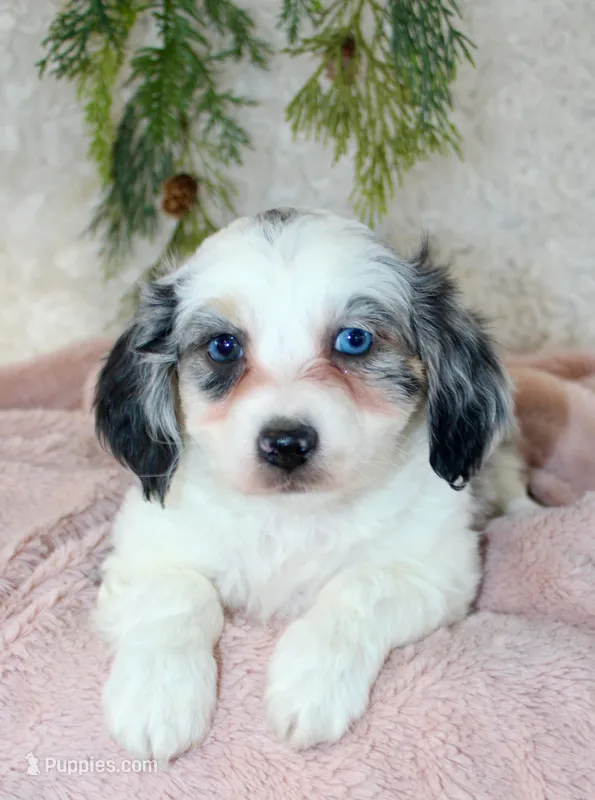 Toy Aussiedoodle Female #2