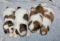 Shihtzu Male #3, a male Shih Tzu for sale in Orlando, FL – 3 of 3