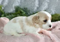 Cavachon Female #1, a female Cavachon for sale in Orlando, FL – Photo 3 of 4