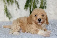 Bichpoo Male #2, a male Bichpoo for sale in Orlando, FL – 1 of 4